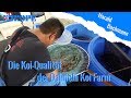 Die koiqualitt der dainichi koi farm  culling  selection at the dainichi koi farm deutsch
