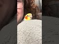Goodnight blanket cuddles with Theo the cockatiel 🌙✨ #cockatiels