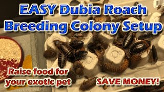 Dubia Roach Colony Setup | Bearded Dragon Diet On The Cheap