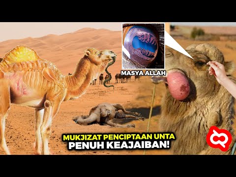 Video: Wajah berdarah orang-orang Chukchi: fakta mengejutkan