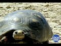 The turtle that escapes its fate: this is the Morrocoy turtle. Fascinating (FULL DOCUMENTARY)