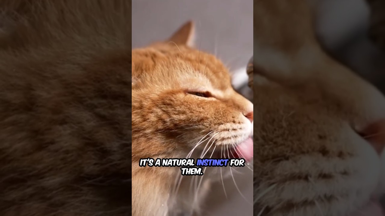 Кошки любят бегущую воду | 