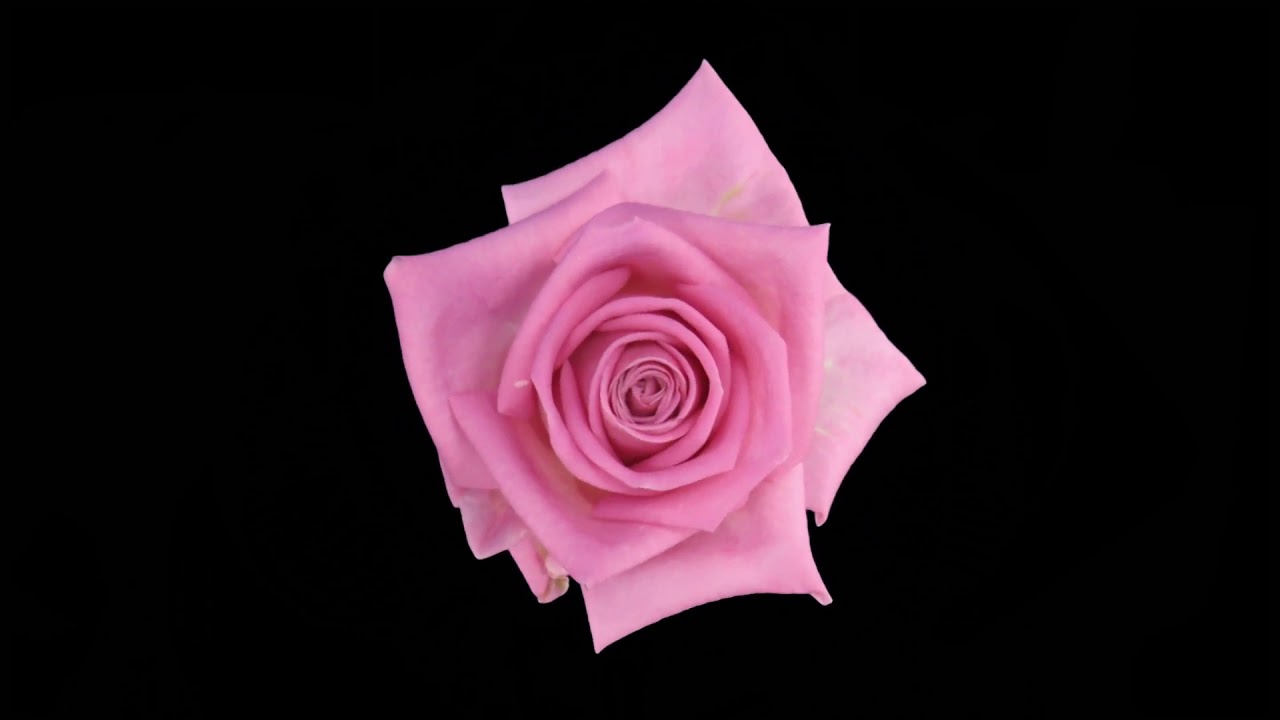 Loki & Kičve - Bečka Škola