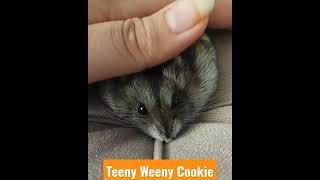 'Soft and lovely Cookie'#belly #cute #funny  #9gag #tiktok #latest #خندوانه #joker