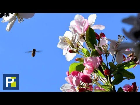 Video: Temprano o tardío será la primavera de 2020