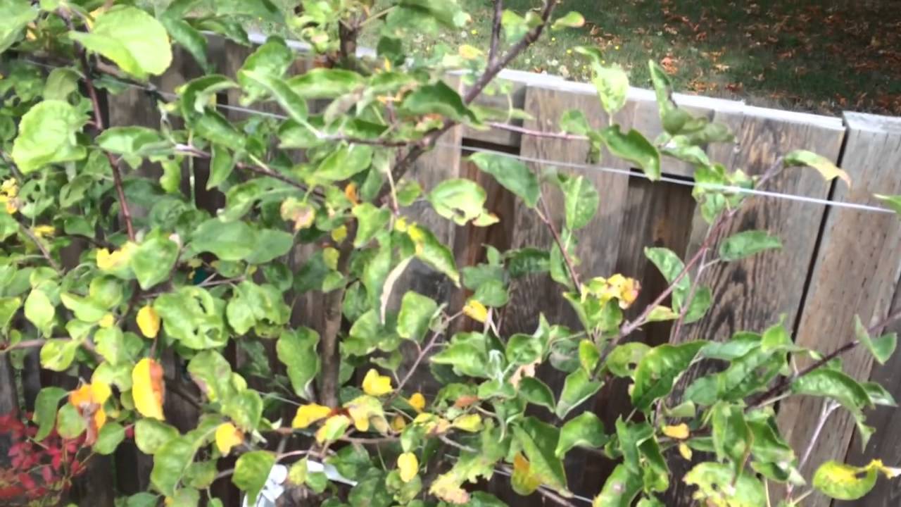 Apple Trees Care Pruning Espalier Setup Train Fruit Trees Branchs Vine