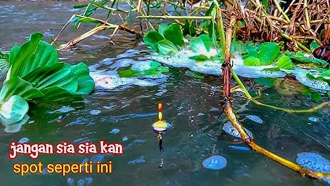 Lihat Saja..!! Mancing Ikan Nila Disini Harus Bawa Umpan lumut Yang Banyak
