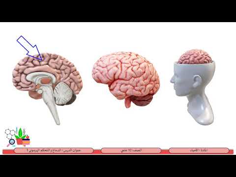 الصف 12 علمي الأحياء  الدماغ و التحكم الهرموني 1   تركيب الدماغ  المخيخ و جذع الدماغ