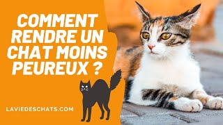 Comment faire pour rendre un chat moins peureux ?