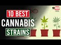 The 10 BEST Cannabis Strains! As Voted for by You 👊🤙🤘