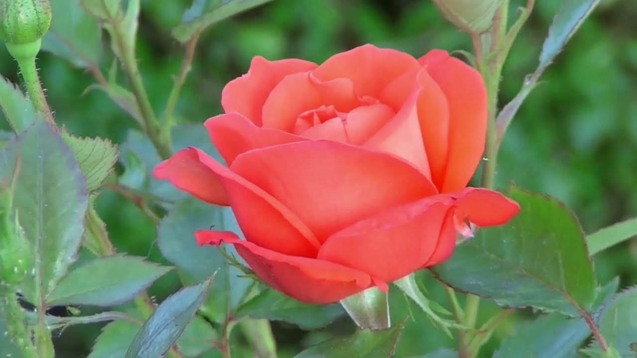 Video Of Flower Blooming YouTube