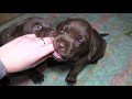 МОРЕ ШОКОЛАДА! ЩЕНКИ Шоколадного Лабрадора! Chocolate labrador puppies for sale