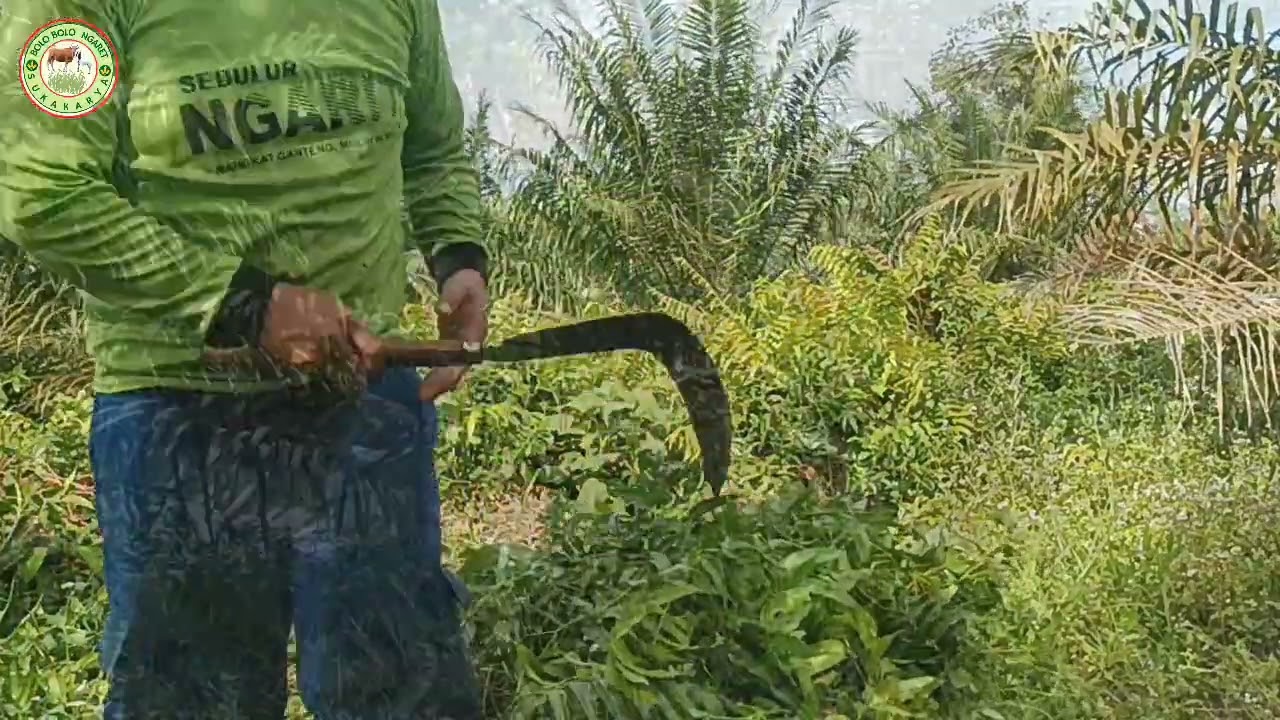 Kambing Gemuk Tanpa Konsentrat Mahal,ternyata rahasia kambing sehat ada di sekitar kita bolo