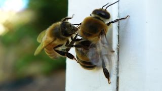 👉🏻 DRONE eviction - Bee chewing drone wings OFF! Resimi