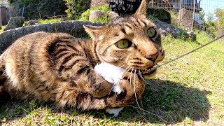 おもちゃを気に入った猫が「これは僕の！」と糸を噛み切ろうとする
