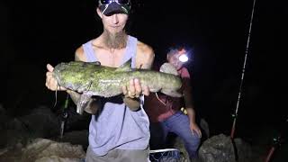 Catfishing with krazy kat fishing