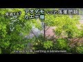 猛暑の影響!? 早すぎる落葉問題 紅葉シーズンまで持たないアオダモなどの落葉樹