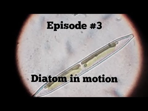 Diatom in motion. 