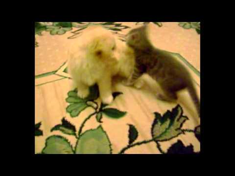 Video: Kačiukai Ir Priešpienis