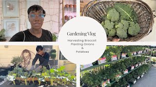 Gardening Vlog|Harvesting Broccoli|Planting Onions & Potatoes|Seeds I’ve Planted| Shed Tour