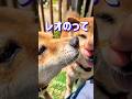 柴犬の親子がオヤツを取り合うほのぼ動画 #柴犬 #柴犬さん #柴犬レオ #柴犬大好き