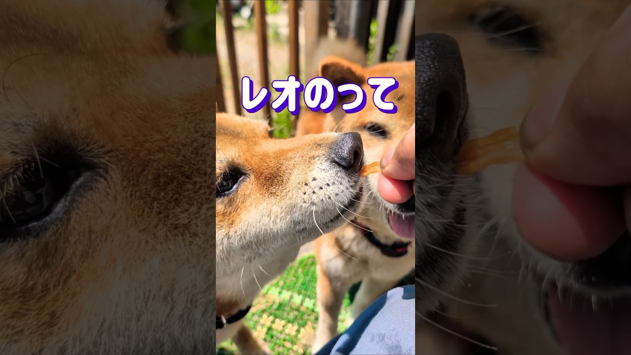 柴犬の親子がオヤツを取り合うほのぼ動画 #柴犬 #柴犬さん #柴犬レオ #柴犬大好き