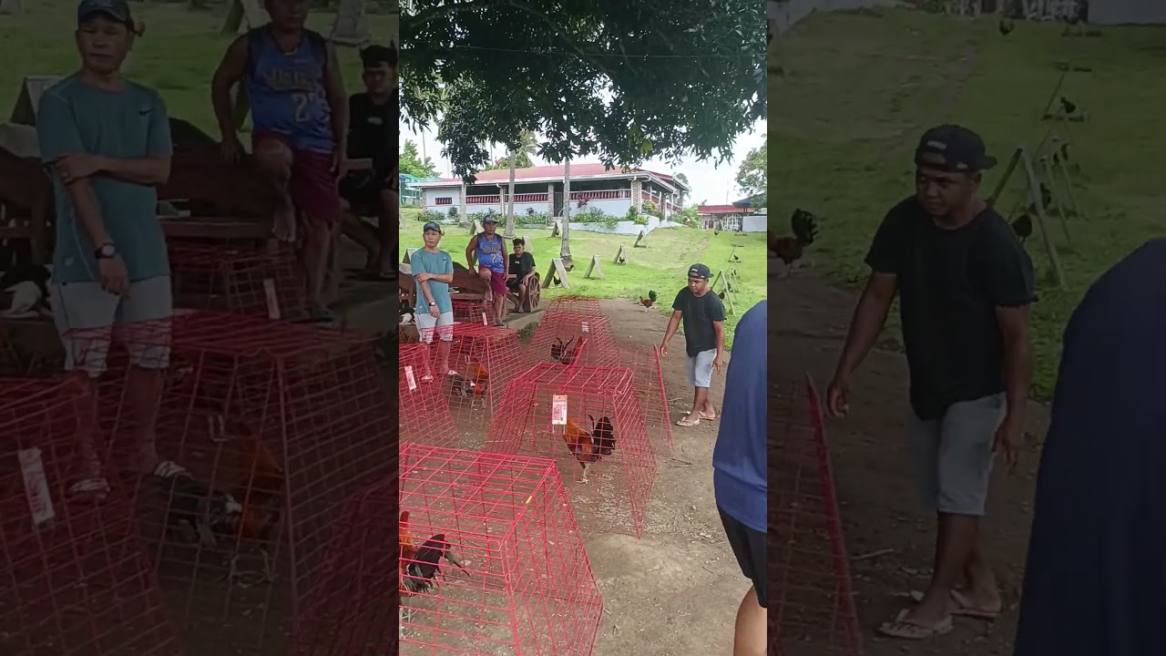 SELECTION TIME - AEJ GAMEFARM