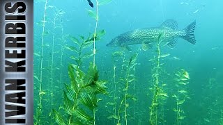 Spearfishing pike by new method. My tactic pike spearfishing (Russia)