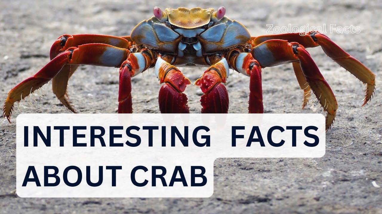 Amazing Facts About The Crab You Didn't Know! Zoological Facts YouTube
