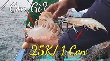Lưới Mực, Dính Nhiều Tôm Tích Gạch, Tôm Thẻ Bự 25 Ngàn 1 Con |Câu Mực Biển Tây #115