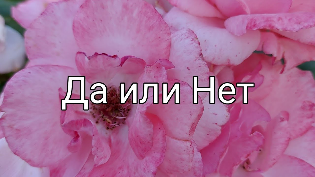 Да или Нет. Краткий ответ на заданный Вами вопрос🤩💫