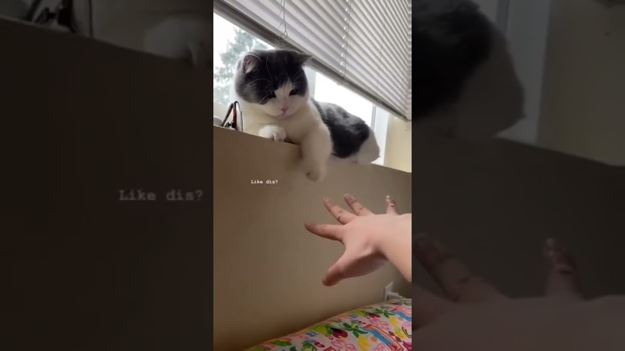 This is known as copycat 