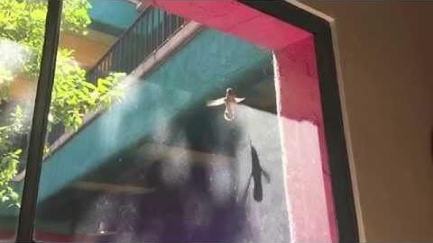 Hummingbirds collect spiderwebs from Tucson window