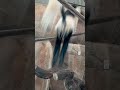 Hanging out with the colobus monkeys