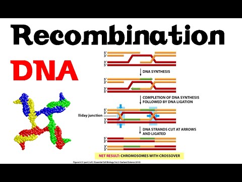 Video: Care sunt tipurile de recombinare?