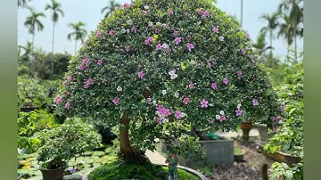 LÀNG HOA QUẢNG NGÃI TẤT BẬT SẢN XUẤT VỤ TẾT