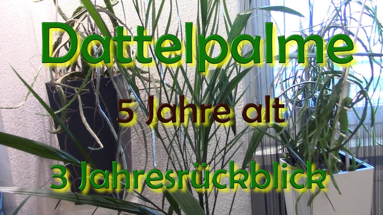 Dattelpalme 5 Jahre alt 3 Jahresrückblick #schweiz #erfahrungsbericht #pflanzen