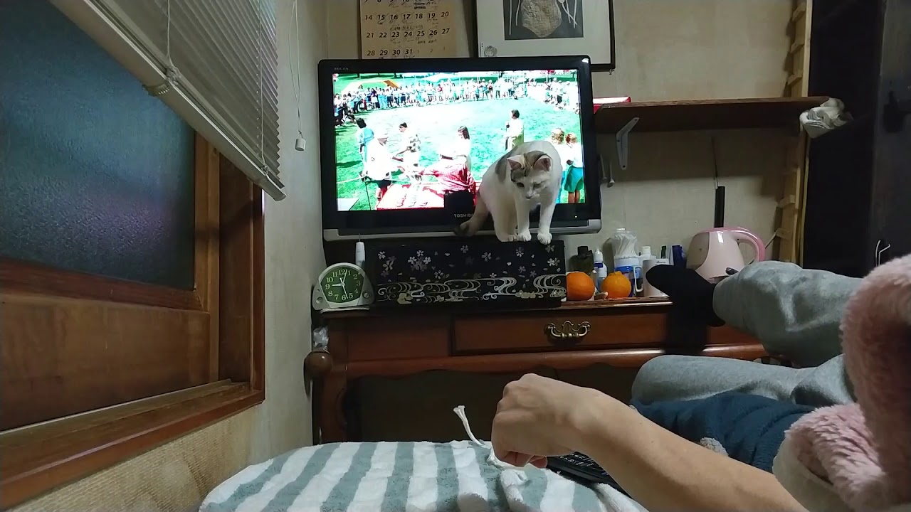 カジコちゃんはえらい!!