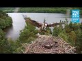 Female osprey nc0 brings a monster pike to the nest loch of the lowes osprey webcam 2022