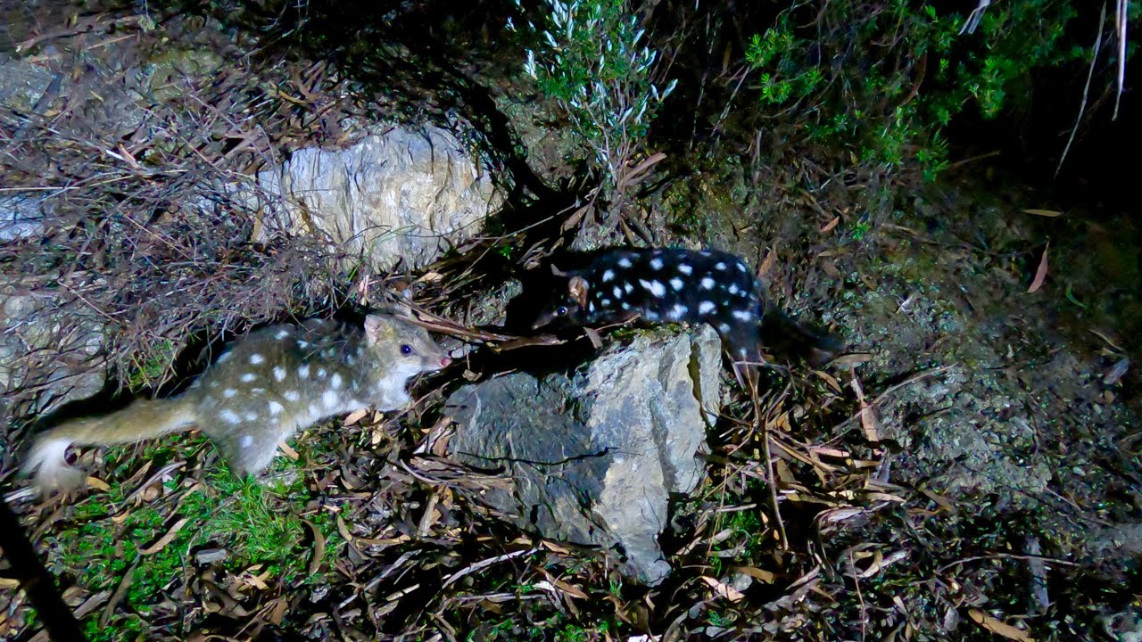 Lake Pedder - Edgar Dam - Ted’s Beach Tasmania Nov 2023