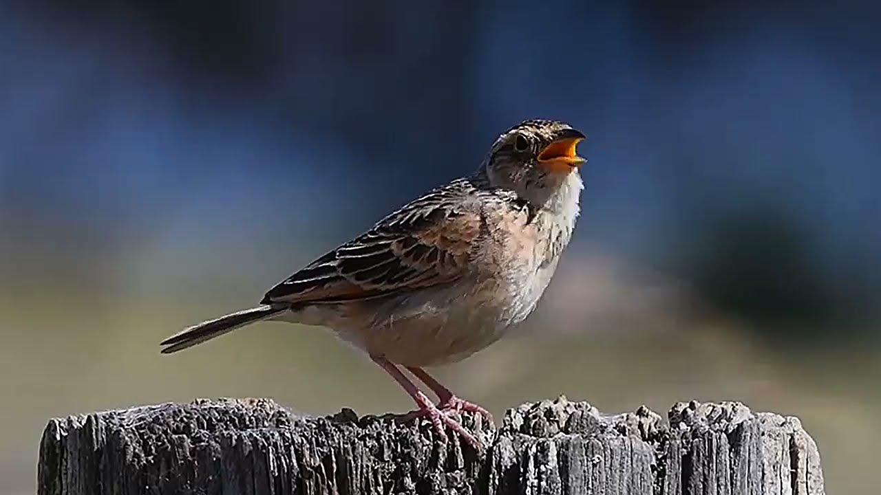 MASTERAN GACOR CICI PADI BRANJANGAN APUNG TANAH SUARA PANCINGAN PART 7 JENIH KICAU MERDU BURUNG