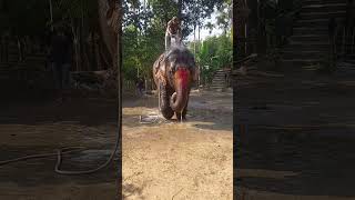 Tutu binu