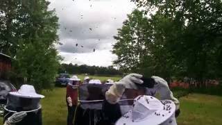 Honigernte An Der Krötensee-Mittelschule