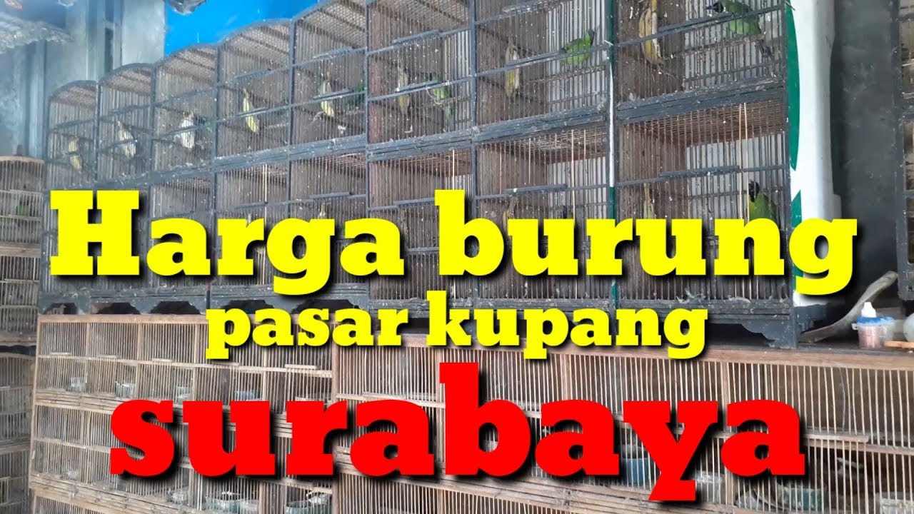 Harga Burung Pasar Kupang Sby Youtube