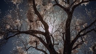 Meditation: Healing Pain & Difficulty - Let Go Into Life