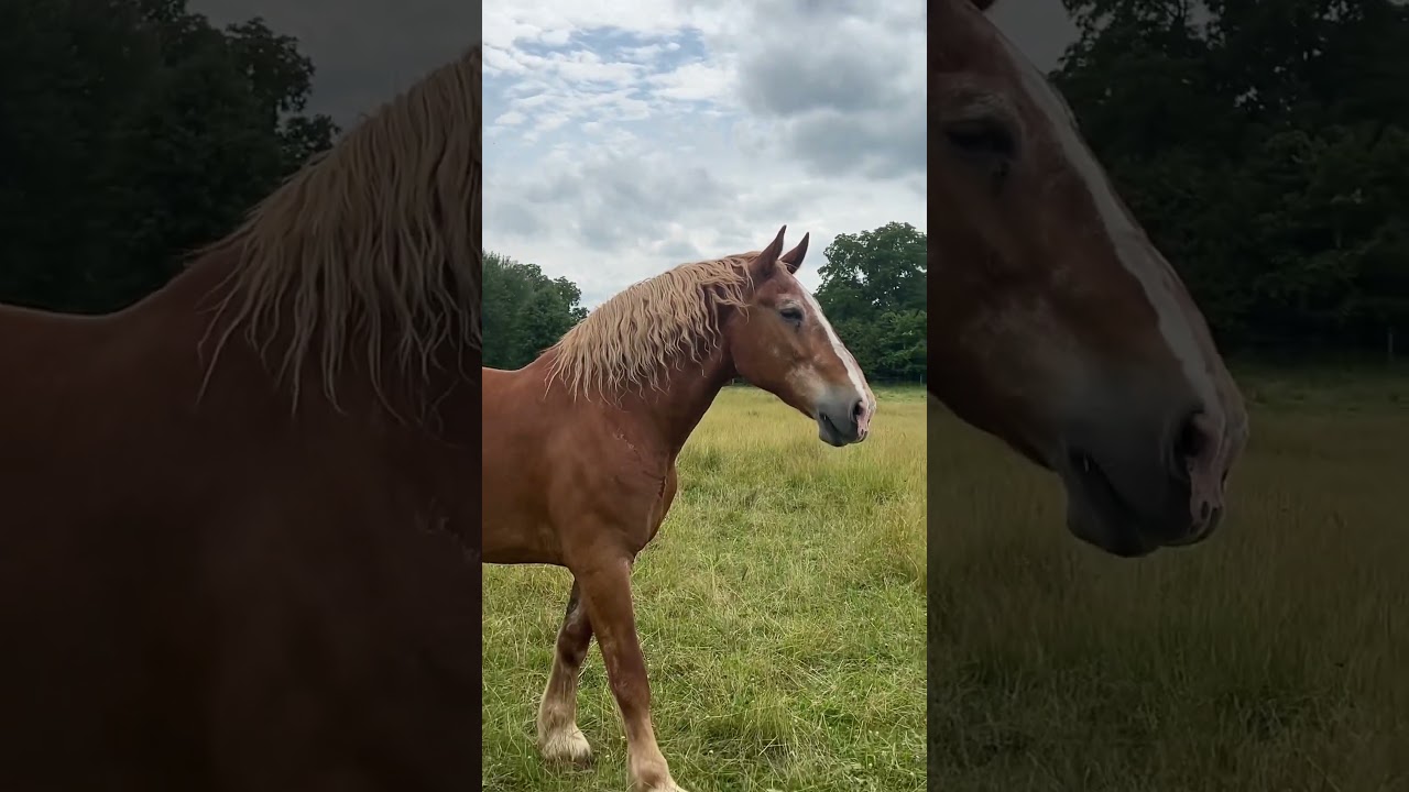 Гігантський horse 🐴😳 