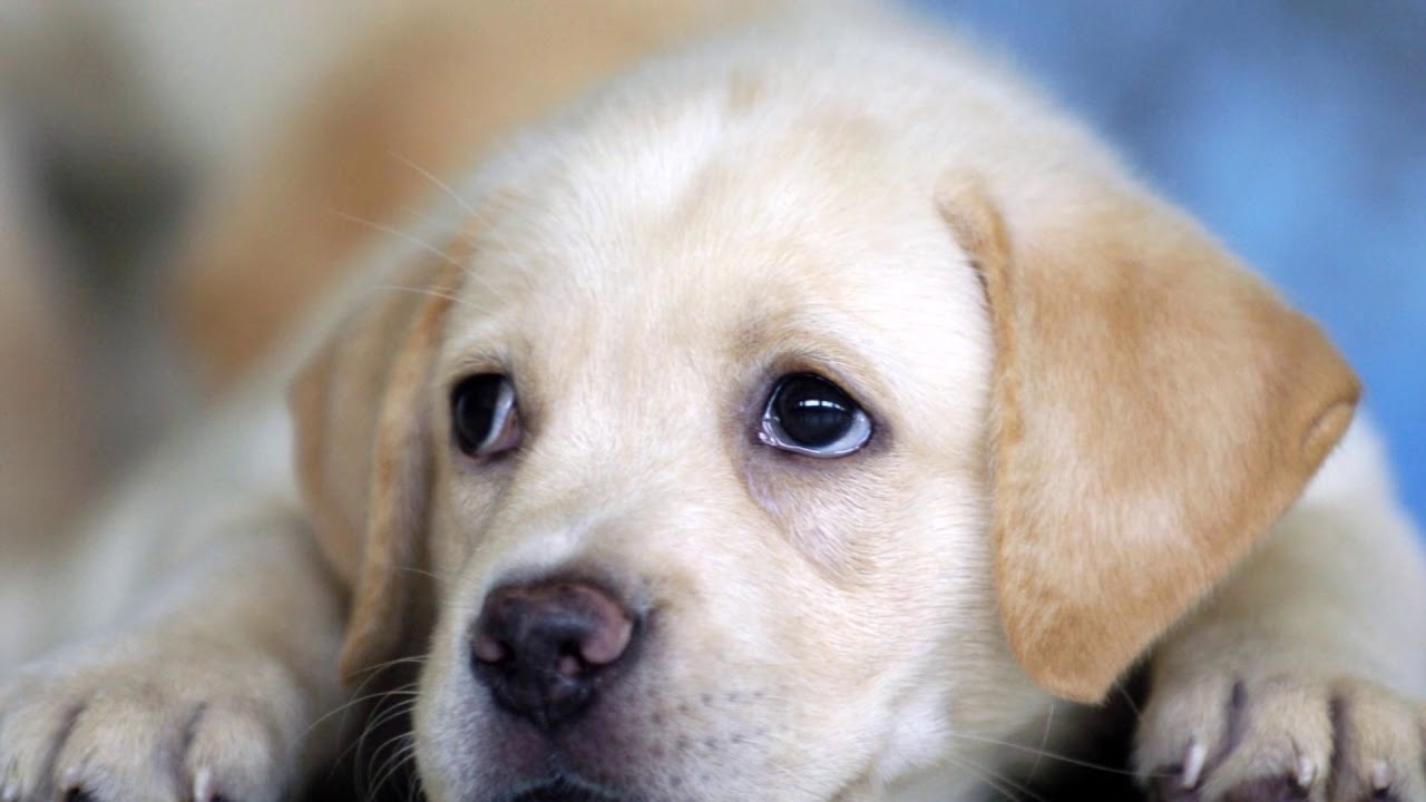 cute baby labrador