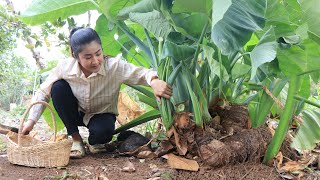 Harvest taro for cooking / Yummy taro root curry recipe / Cooking with Sreypov