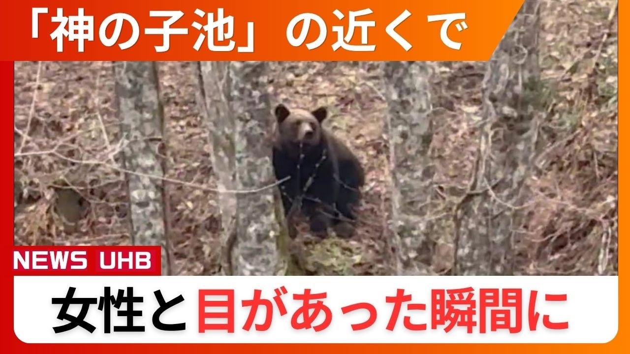 Brown Bear Alert] Bear sighted near popular tourist spot 