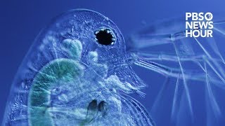 How These Water Fleas Could Save Your Water Quality And Your Life